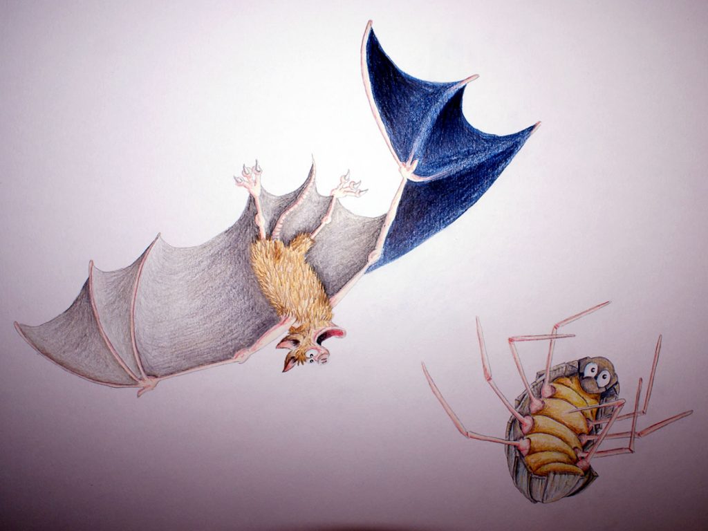 Bat and woodlouse